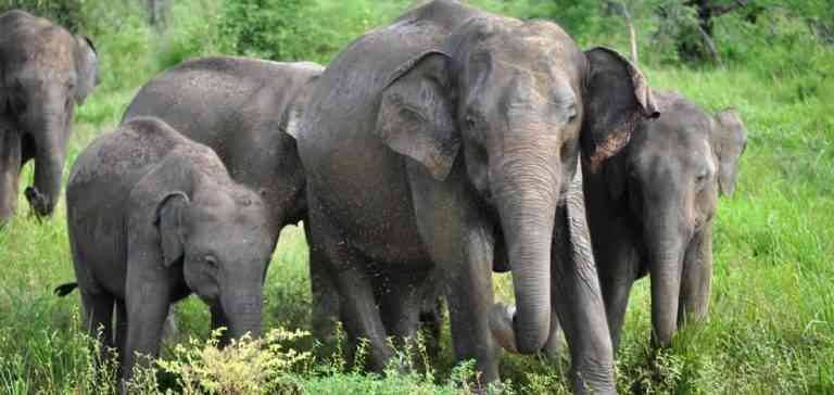 في سريلانكا .. تعرّف على السياحة في رحلات السفاري - Safari in Sri Lanka .. Learn about tourism on safari