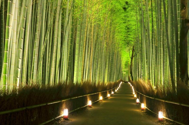 1581189399 919 Useful information about the Japanese sagano forest - Useful information about the Japanese sagano forest
