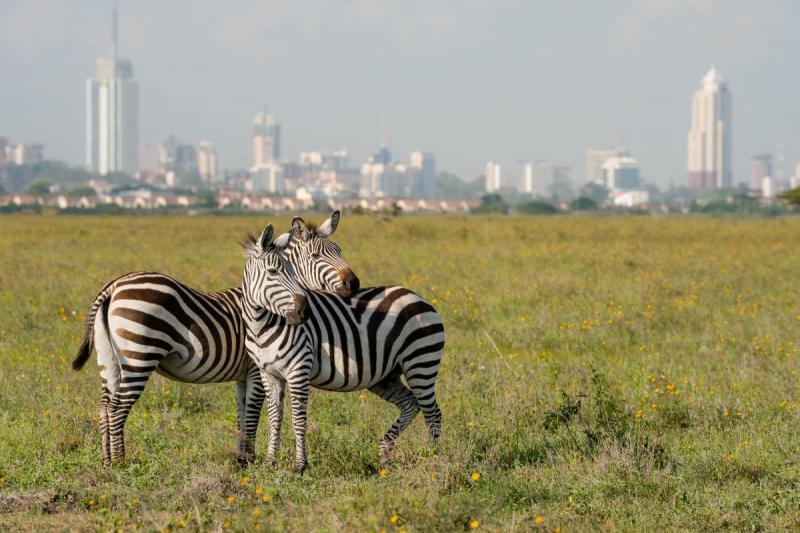 1581192049 874 Lots of safari awaits in Nairobi a forest of pleasant - Lots of safari awaits in Nairobi, a forest of pleasant contrasts