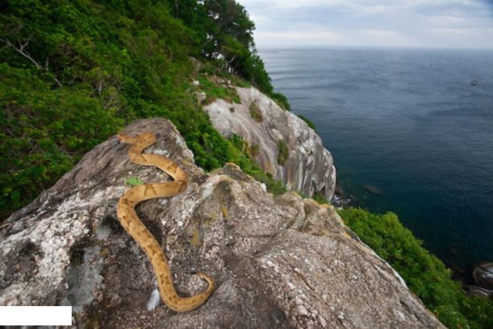 1581192801 290 Learn about Snake Island before traveling - Learn about Snake Island before traveling