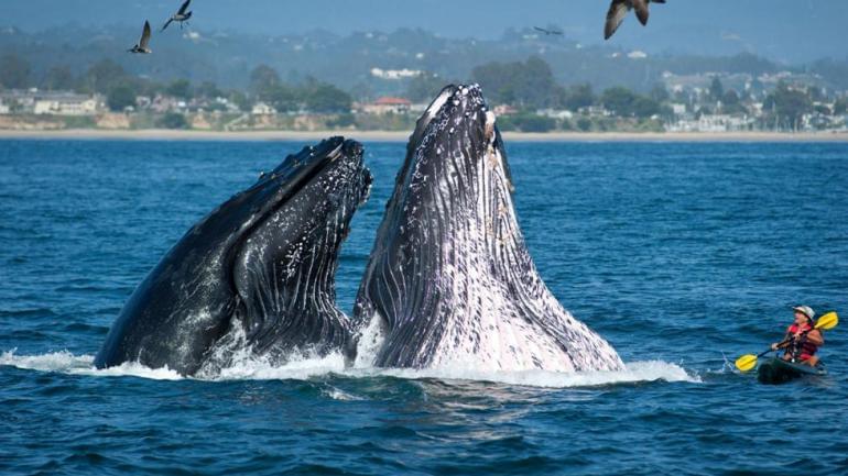 1581195869 724 Places to see the huge whales in West America dear - Places to see the huge whales in West America, dear tourist
