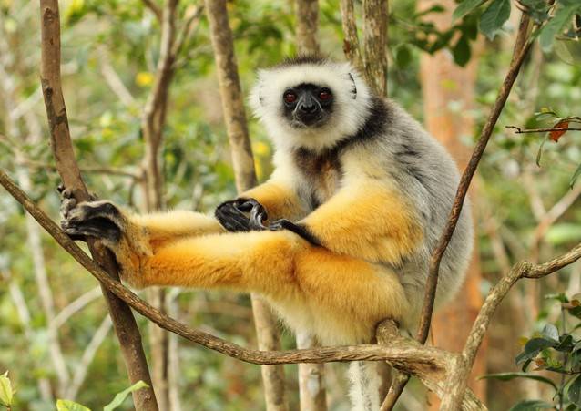Madagascar's tropical forest