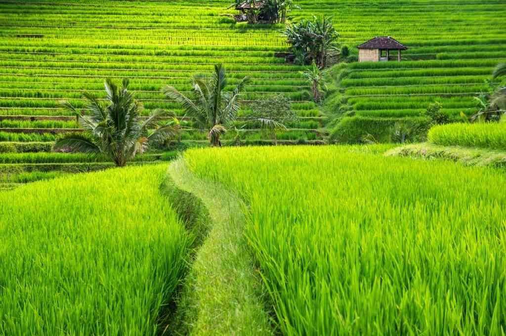 1581202749 299 The best things to do in Bali - The best things to do in Bali