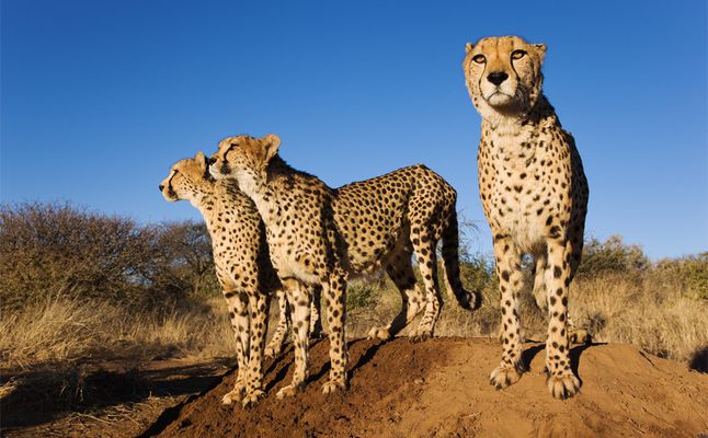 The Panthers of Namibia