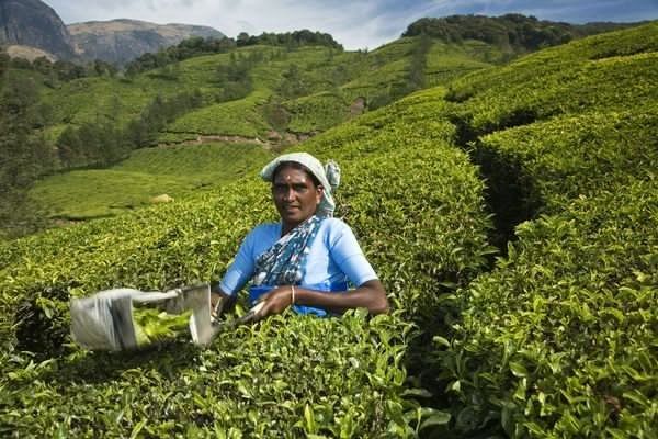 Munnar