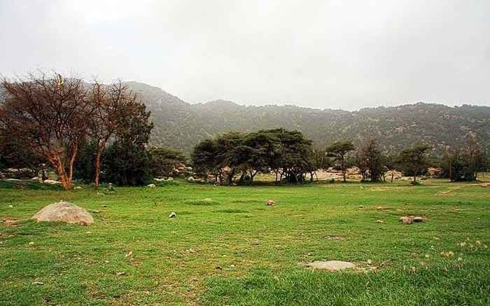 1581206819 144 Khamis Mushait parks vast areas of permanent greenery throughout the - Khamis Mushait parks: vast areas of permanent greenery throughout the year