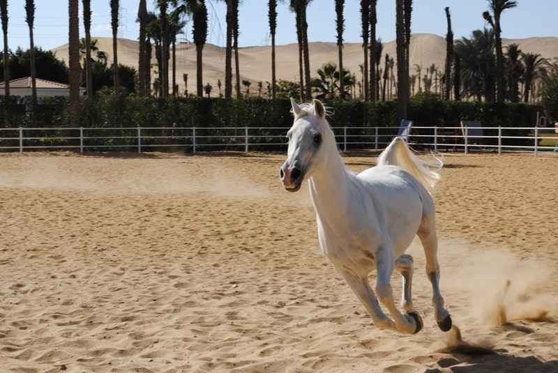 El-Reef El-Araby Horses Village