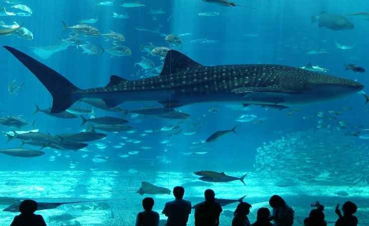  Istanbul Aquarium - Istanbul Aquarium 