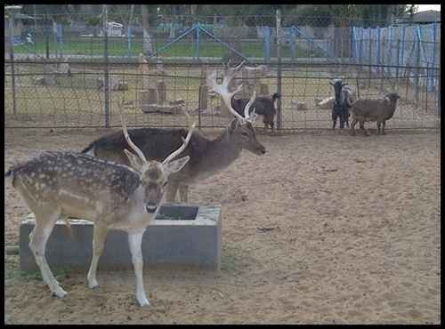 Al Hamraa Park For Animals