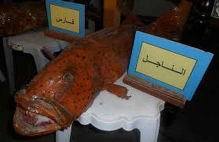 The Marine Biology Museum in Madinah