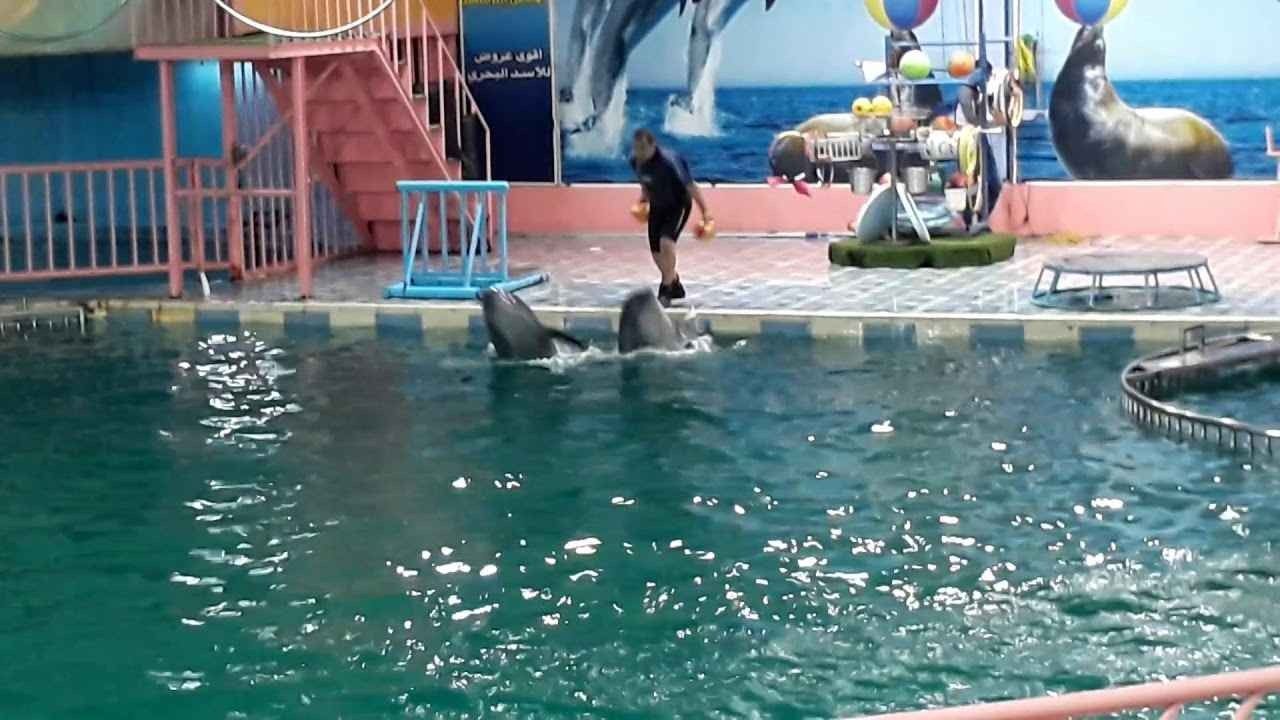 Dolphin Village - Dammam 