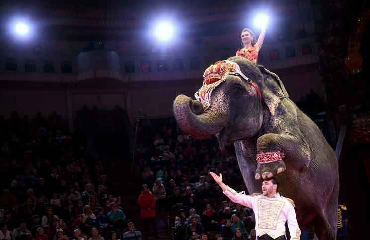 - The circus in Phuket ..