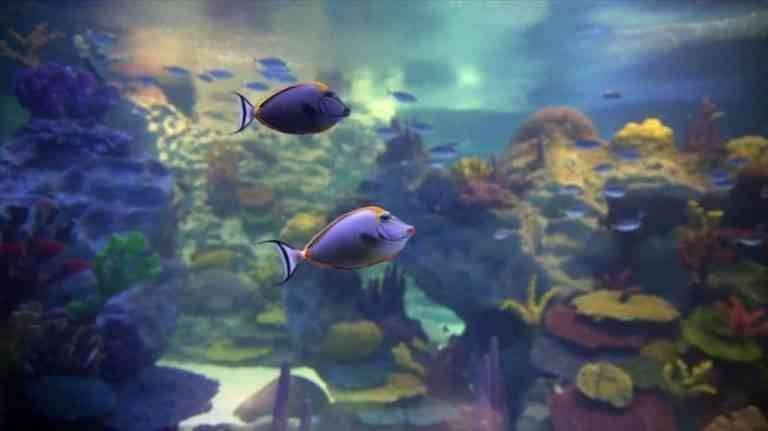 - The distinctive aquarium in Barcelona ...
