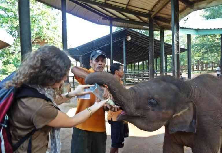 "Elephant Orphanage" ..