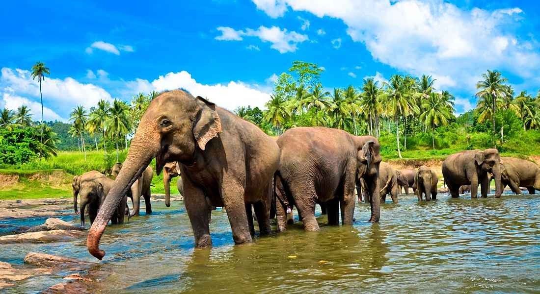 Tourist places for children in Sri Lanka .. Your guide to the most beautiful trips with your children …