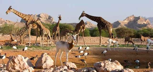 Al Ain Zoo: