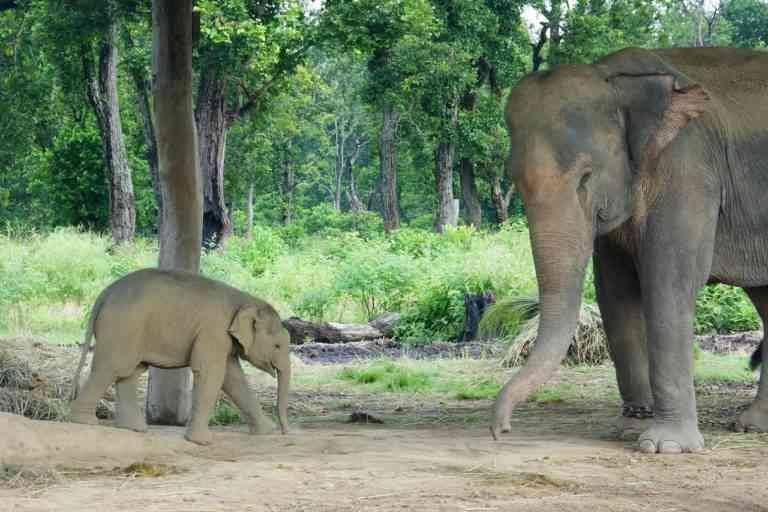 - "Menbaki" garden, the main habitat for elephants.