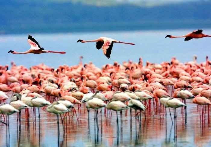 "Lake Minyara" .. the most important places of tourism in Tanzania ..
