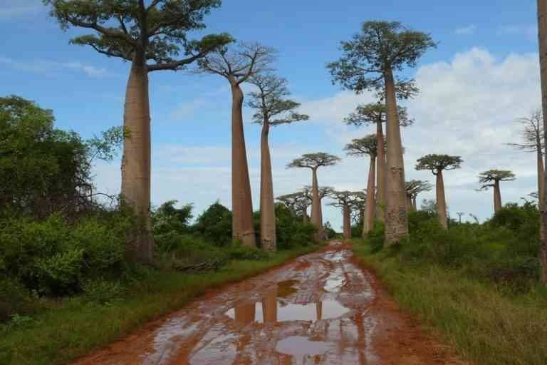     - Morondava park .. one of the most beautiful places of tourism in Madagascar ..