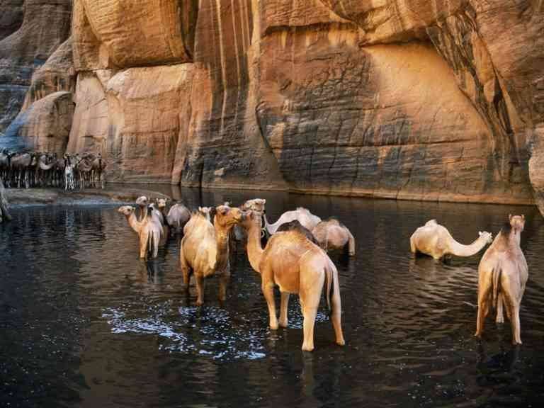 "Oasis Of Guelta dArchei in chad" .. the best tourist places in Chad ..