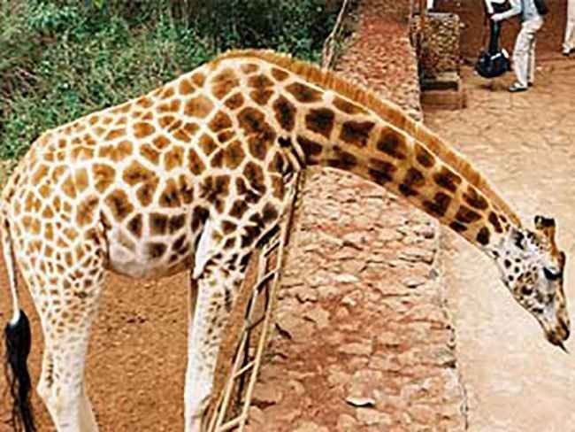 Go to the "Giraffes Center", the best tourist place in Kenya ...