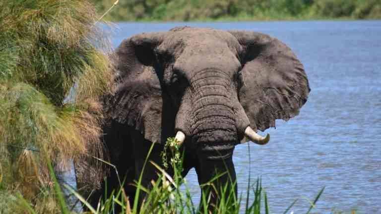 - Discover the beauty of wildlife by visiting the best places of tourism in Uganda.
