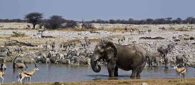 "Etosha National Park" .. the most beautiful tourist places in Namibia ..