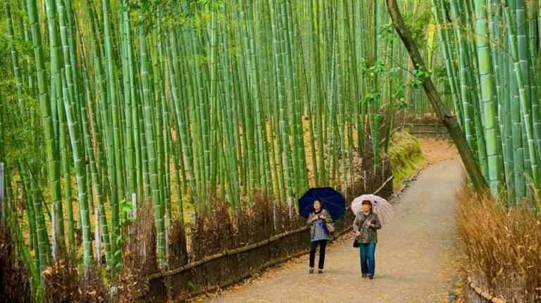 1581227547 331 Tourism in Kyoto ... the Japanese capital of peace and - Tourism in Kyoto ... the Japanese capital of peace and surviving the nuclear bomb