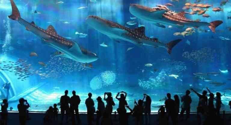 - "Caiquan Aquarium" .. one of the most beautiful places in Osaka ...