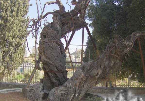 Tourist places in Hebron .. "Oak of Ibrahim Jerusalem".