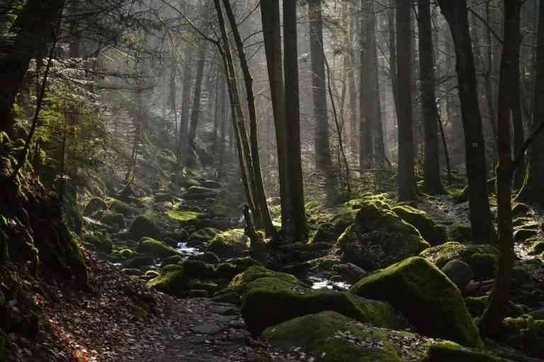 "The Black Forest" .. the most important tourist places in Freiburg ..
