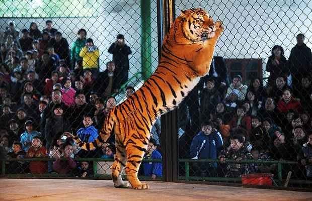 Wuhan Zoo