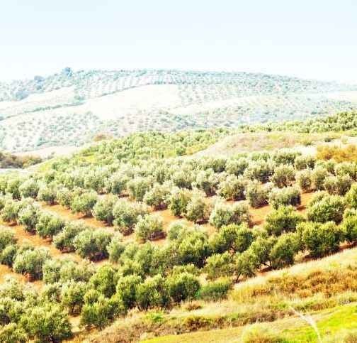 Tourist places in Ajloun Jordan .. "Olive farms" ..