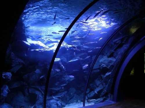 The Cefico de Milan aquarium