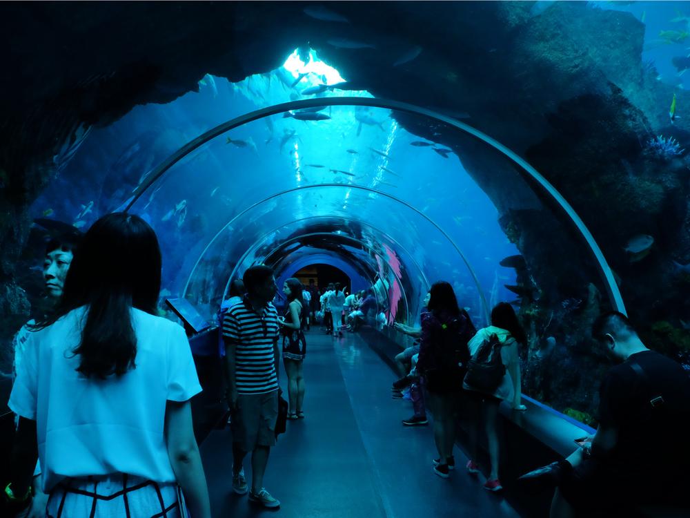 Holiday-me_Singapore_Aquarium Southeast Asia_559641736_1000 x 750