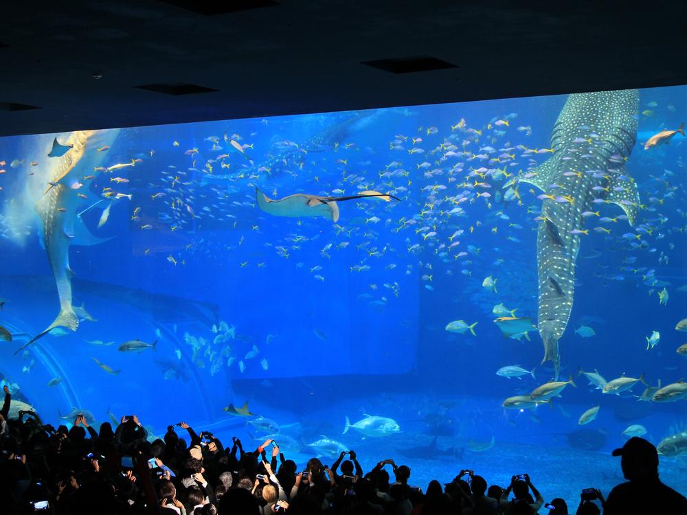 Holiday_me_Japan_Aquarium-Churumi-Okinawa_389648353_1000x750