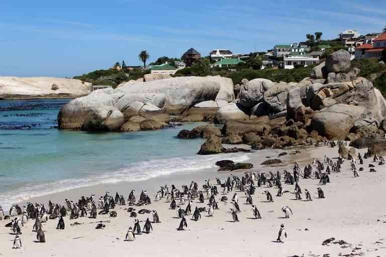 1581237796 484 برنامج سياحي في جنوب افريقيا .. لمدة 7 أيام - Tourist program in South Africa .. for 7 days