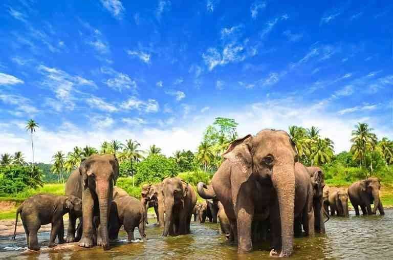 Elephant Garden - parks in Sri Lanka