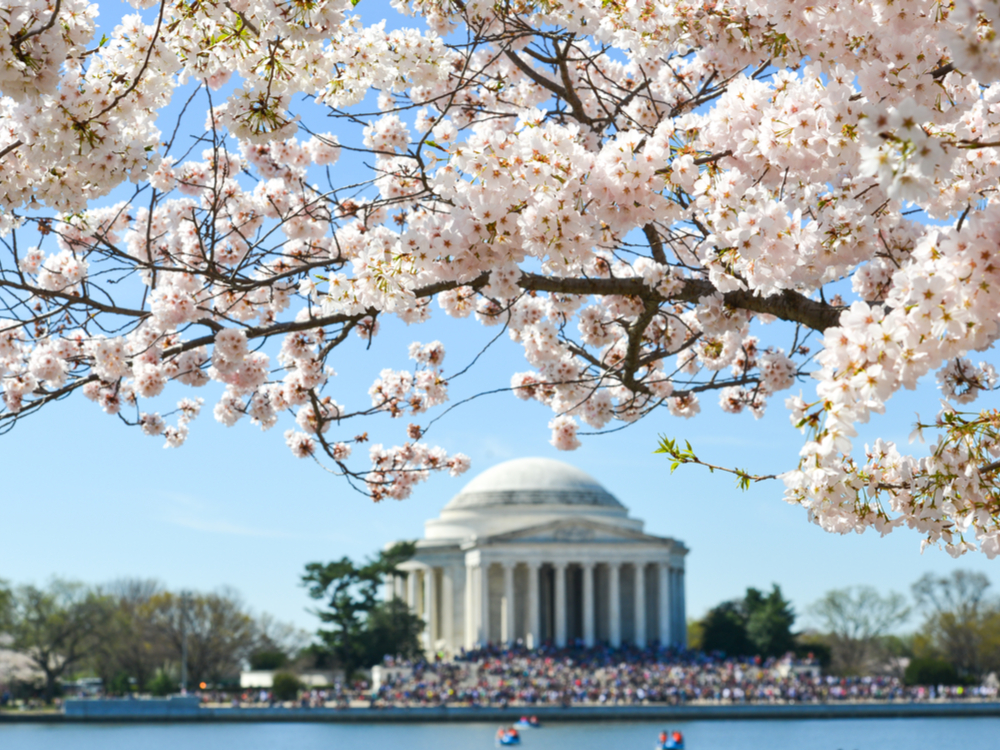 Washington cherry season opens