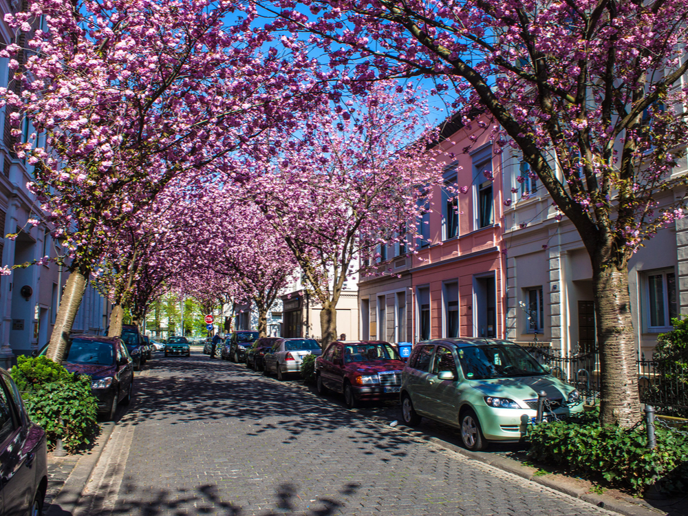 Bonn Germany cherry trees
