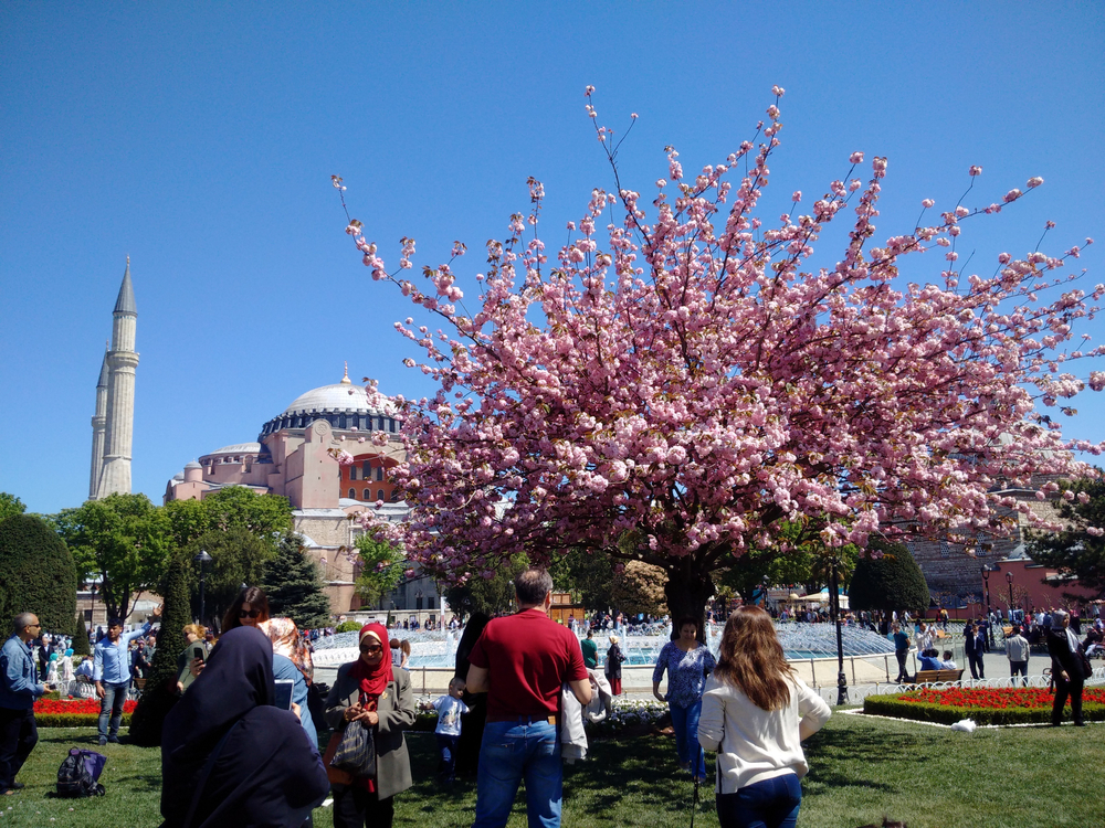Istanbul cherry trees