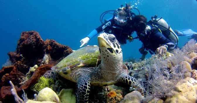 "Diving in Nusa Lembongan Island" ..