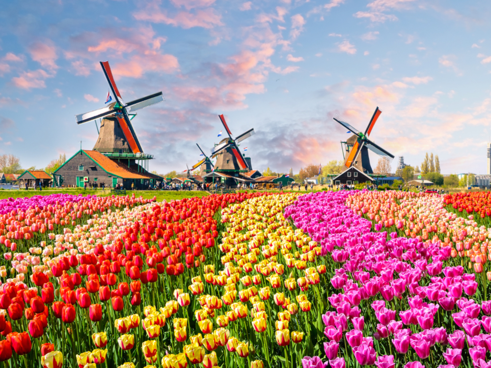 Amsterdam windmills and tulips