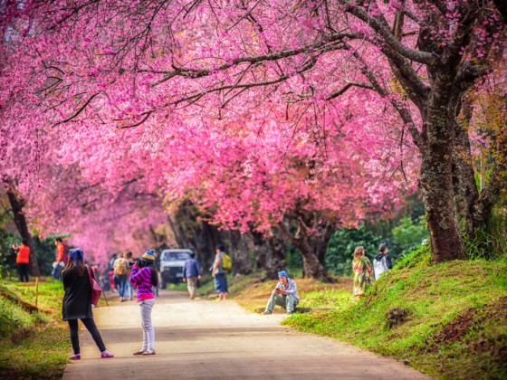 Thailand cherry trees