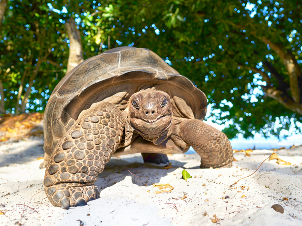 Giant aldabra turtles