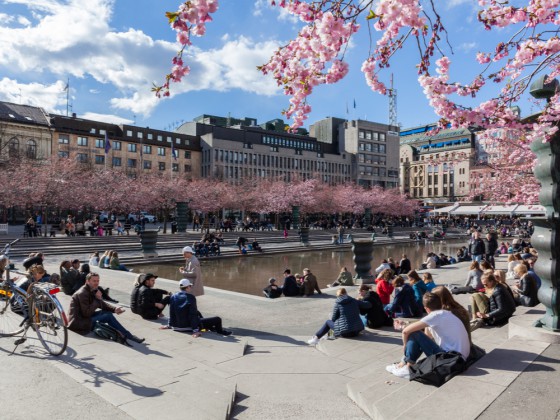 Stockholm Sweden cherry trees