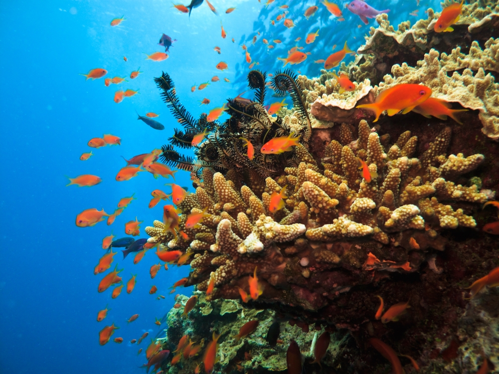 Australian Great Barrier Reef