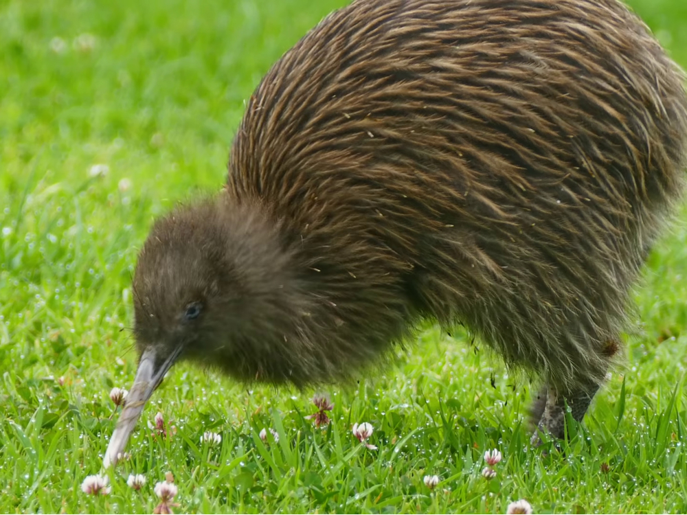 Kiwi in New Zealand