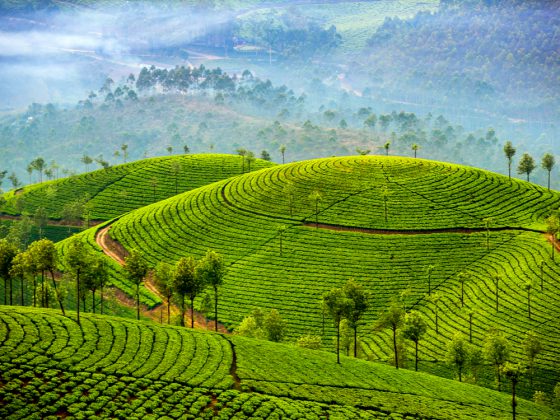 India tea plantations
