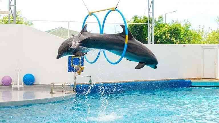 Aqua Dolphin - Theme park in Istanbul Istanbul